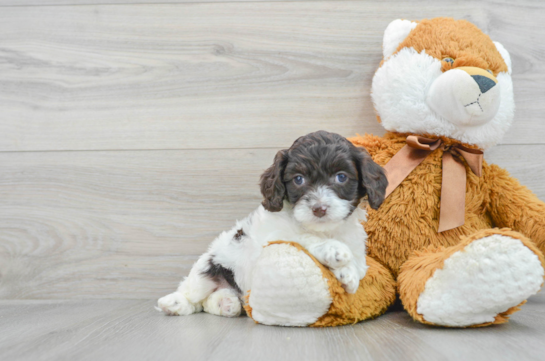Best Cockapoo Baby