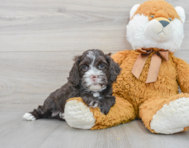 8 week old Cockapoo Puppy For Sale - Premier Pups