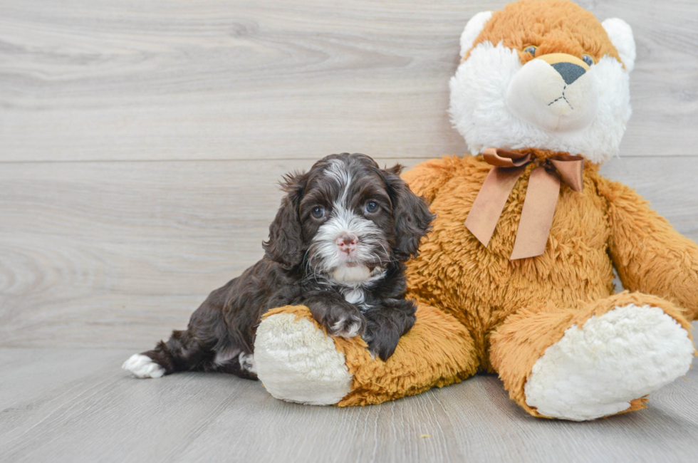 8 week old Cockapoo Puppy For Sale - Premier Pups