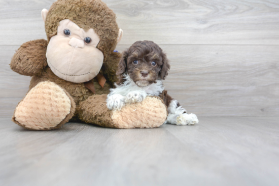 Best Cockapoo Baby