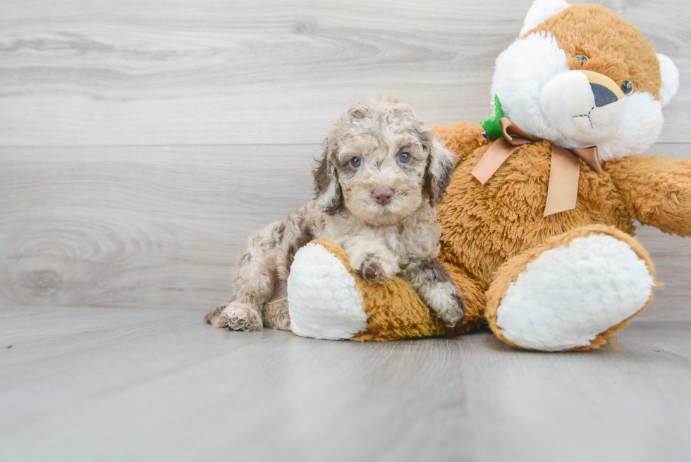 Meet Reign - our Cockapoo Puppy Photo 1/3 - Premier Pups