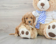 5 week old Cockapoo Puppy For Sale - Premier Pups