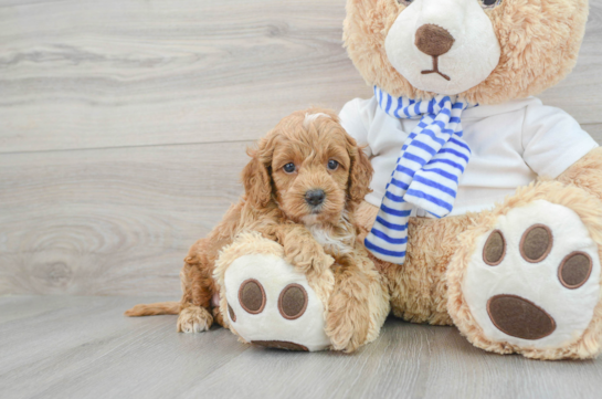 Cute Cockapoo Baby
