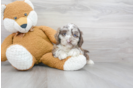 Meet Rogan - our Cockapoo Puppy Photo 1/3 - Premier Pups