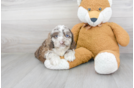 Meet Rogan - our Cockapoo Puppy Photo 2/3 - Premier Pups