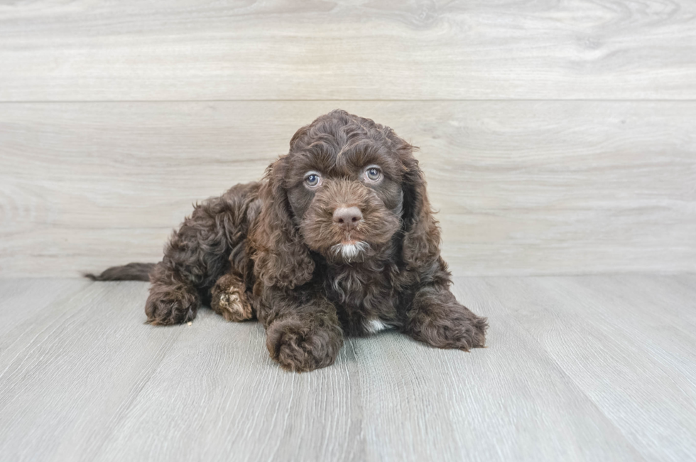 7 week old Cockapoo Puppy For Sale - Premier Pups