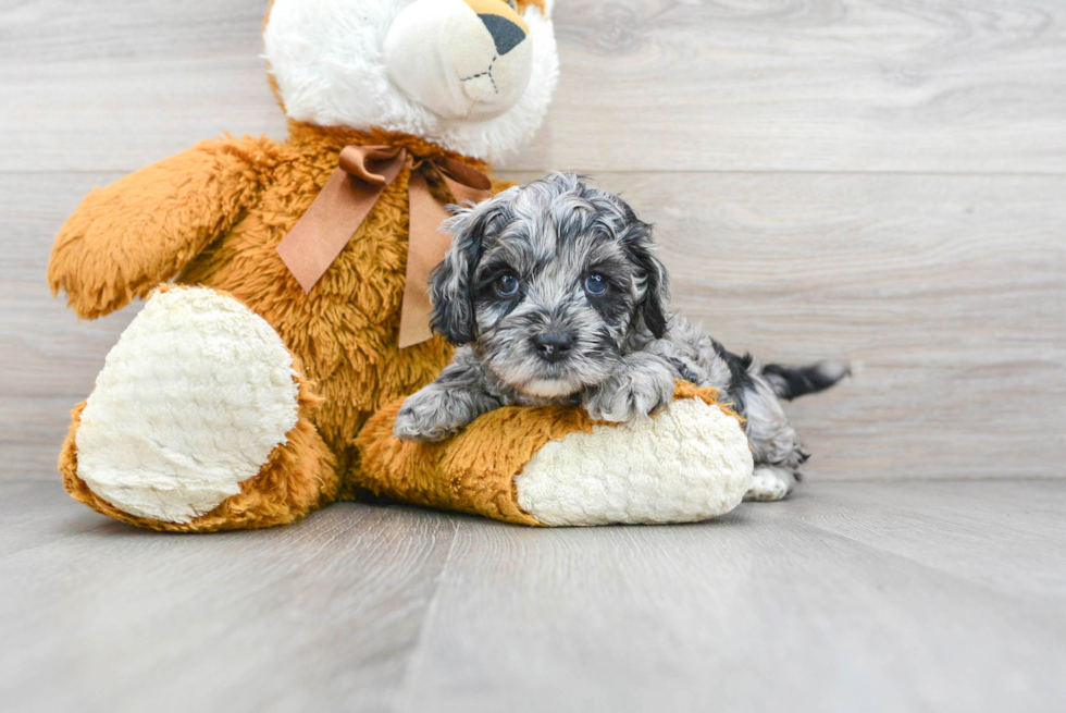 Cockapoo Puppy for Adoption