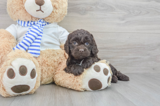 Cockapoo Pup Being Cute