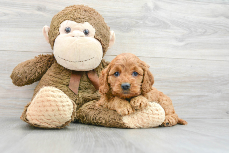 Energetic Cockerpoo Poodle Mix Puppy