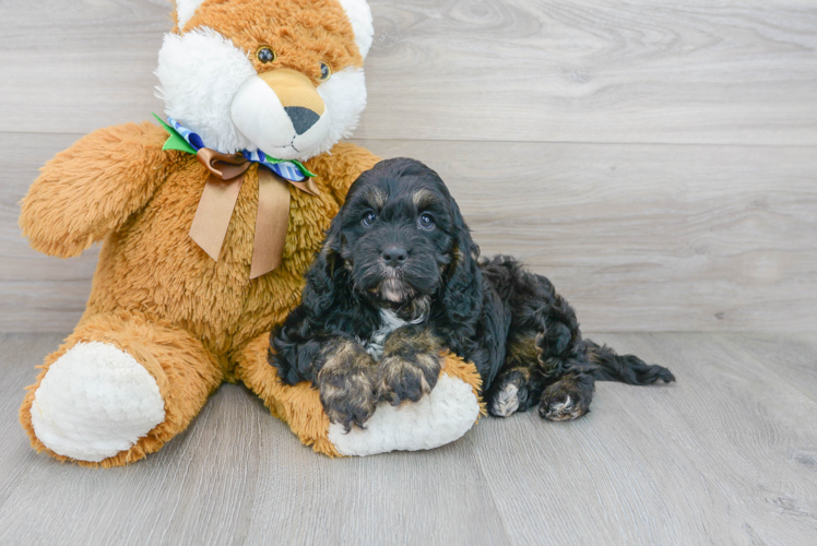 Meet Sephora - our Cockapoo Puppy Photo 1/3 - Premier Pups