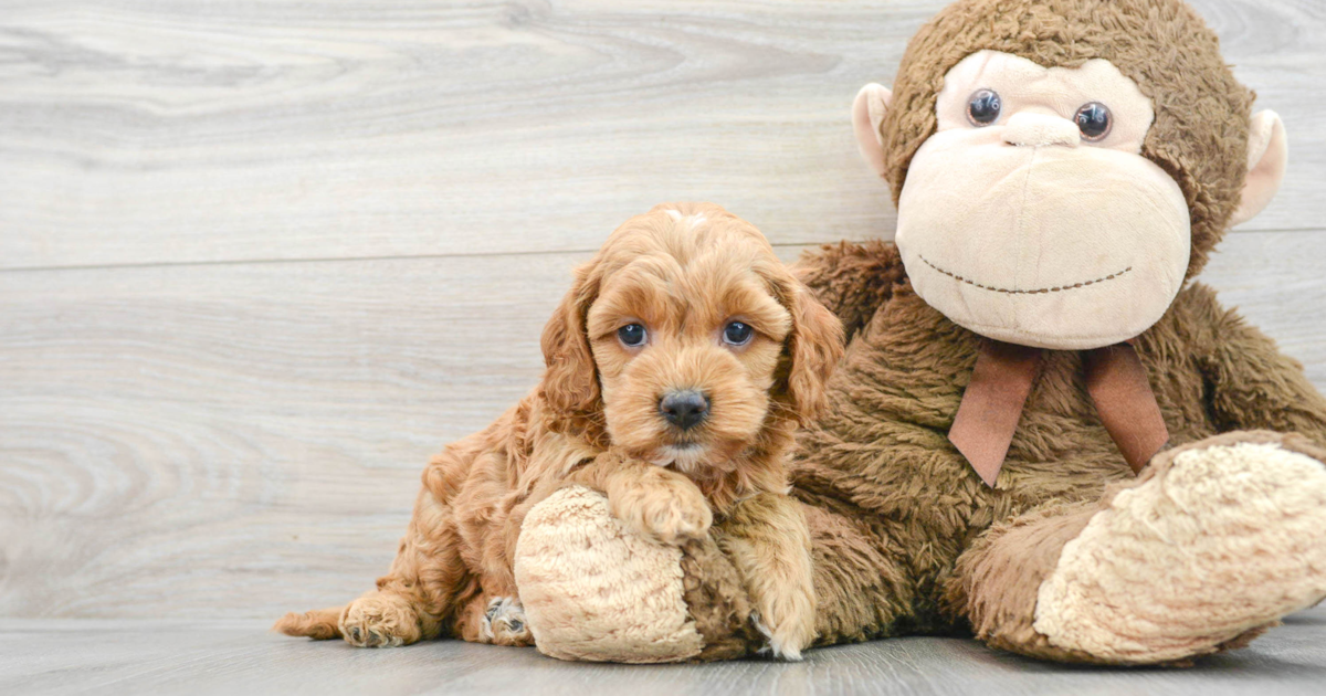 Playful Cockapoo Sperry 4lb 9oz Doodle Puppy
