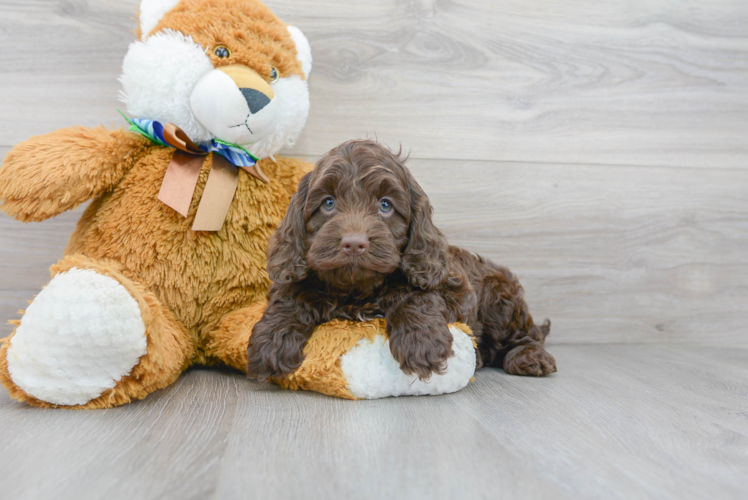 Meet Sperry - our Cockapoo Puppy Photo 1/3 - Premier Pups