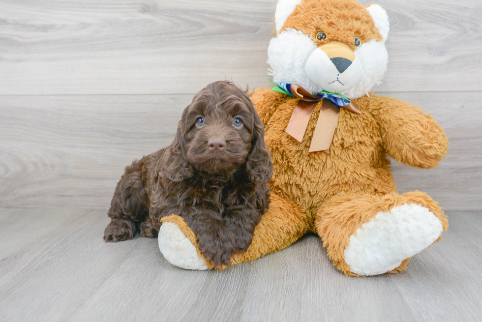 Meet Sperry - our Cockapoo Puppy Photo 2/3 - Premier Pups