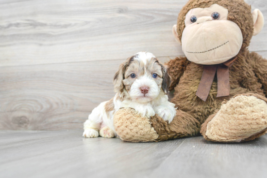 Cockapoo Pup Being Cute