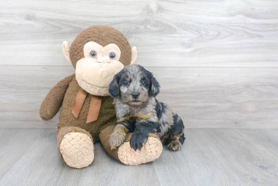 Cockapoo Pup Being Cute