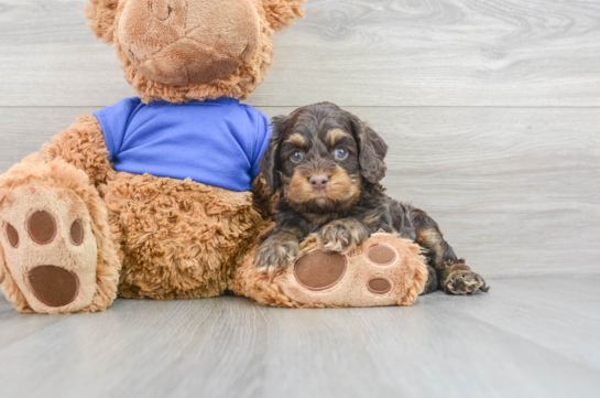 Friendly Cockapoo Baby