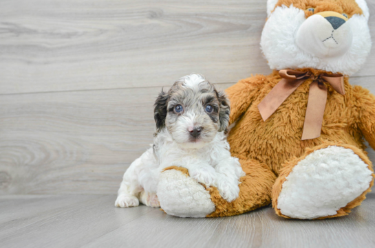 Cockapoo Pup Being Cute