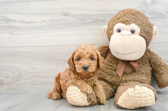Energetic Cockerpoo Poodle Mix Puppy