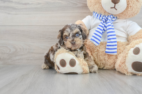Cute Cockapoo Baby