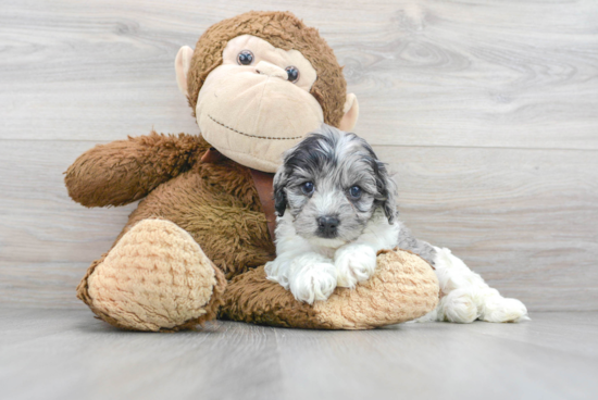 Energetic Cockerpoo Poodle Mix Puppy