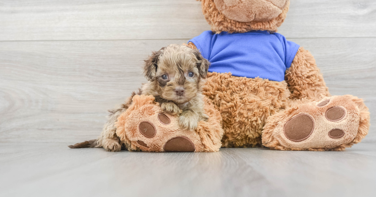 Petite Cockapoo Sue: 2lb 15oz Doodle Puppy