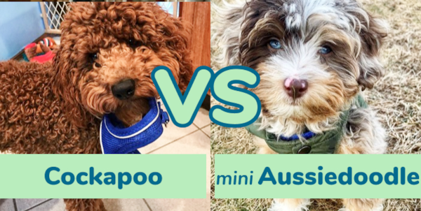 Cockapoo vs Mini Aussiedoodle - Choose Both - Premier Pups