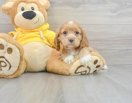 6 week old Cocker Spaniel Puppy For Sale - Premier Pups