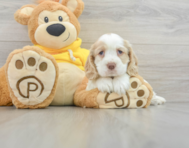 5 week old Cocker Spaniel Puppy For Sale - Premier Pups