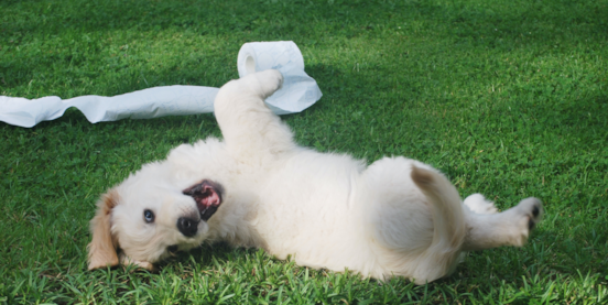 How To Potty Train A Puppy