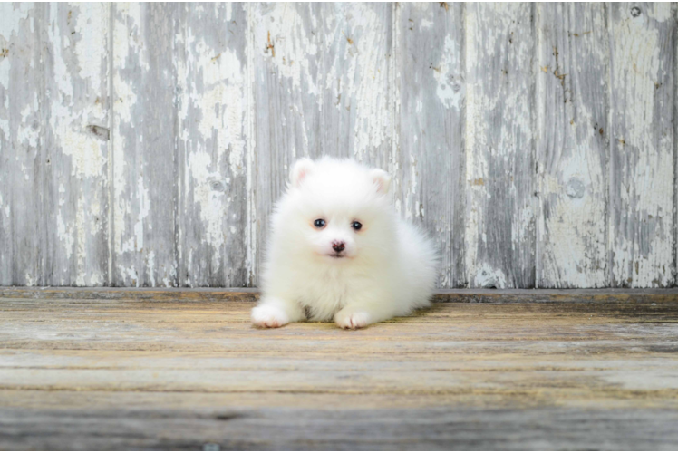 Small Pomeranian Purebred Pup