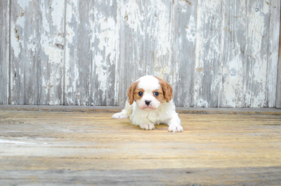 Fluffy Cavalier King Charles Spaniel Purebred Puppy