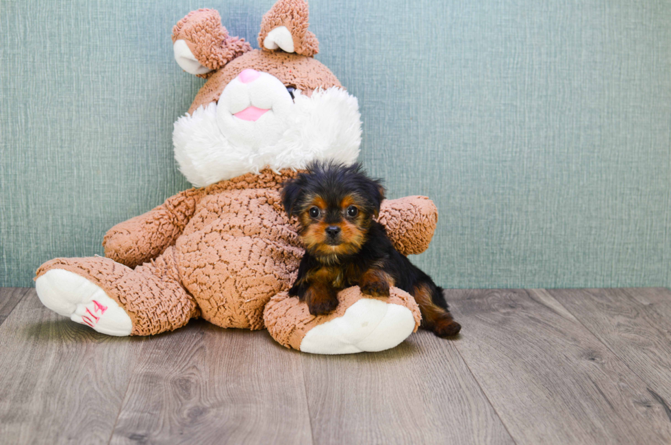 9 week yorkie puppy weight akc yorkie puppies for sale buy teacup terrier pups 9 week yorkie puppy weight akc yorkie puppies for sale buy teacup terrier pups