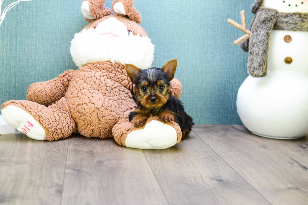 Meet Teacup-Steph - our Yorkshire Terrier Puppy Photo 