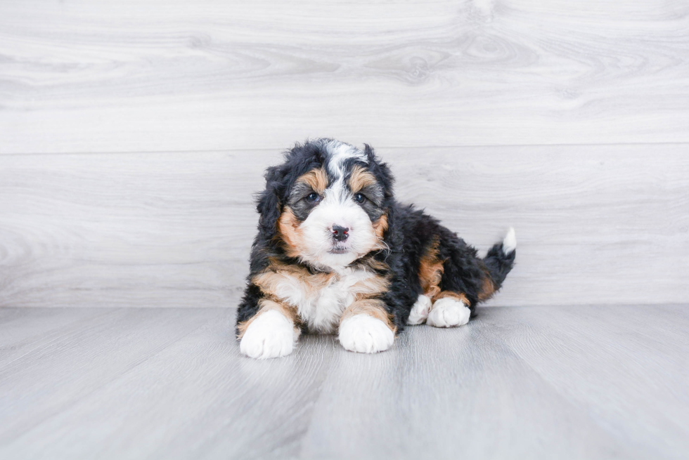 Meet Liam - our Mini Bernedoodle Puppy Photo 2/3 - Premier Pups