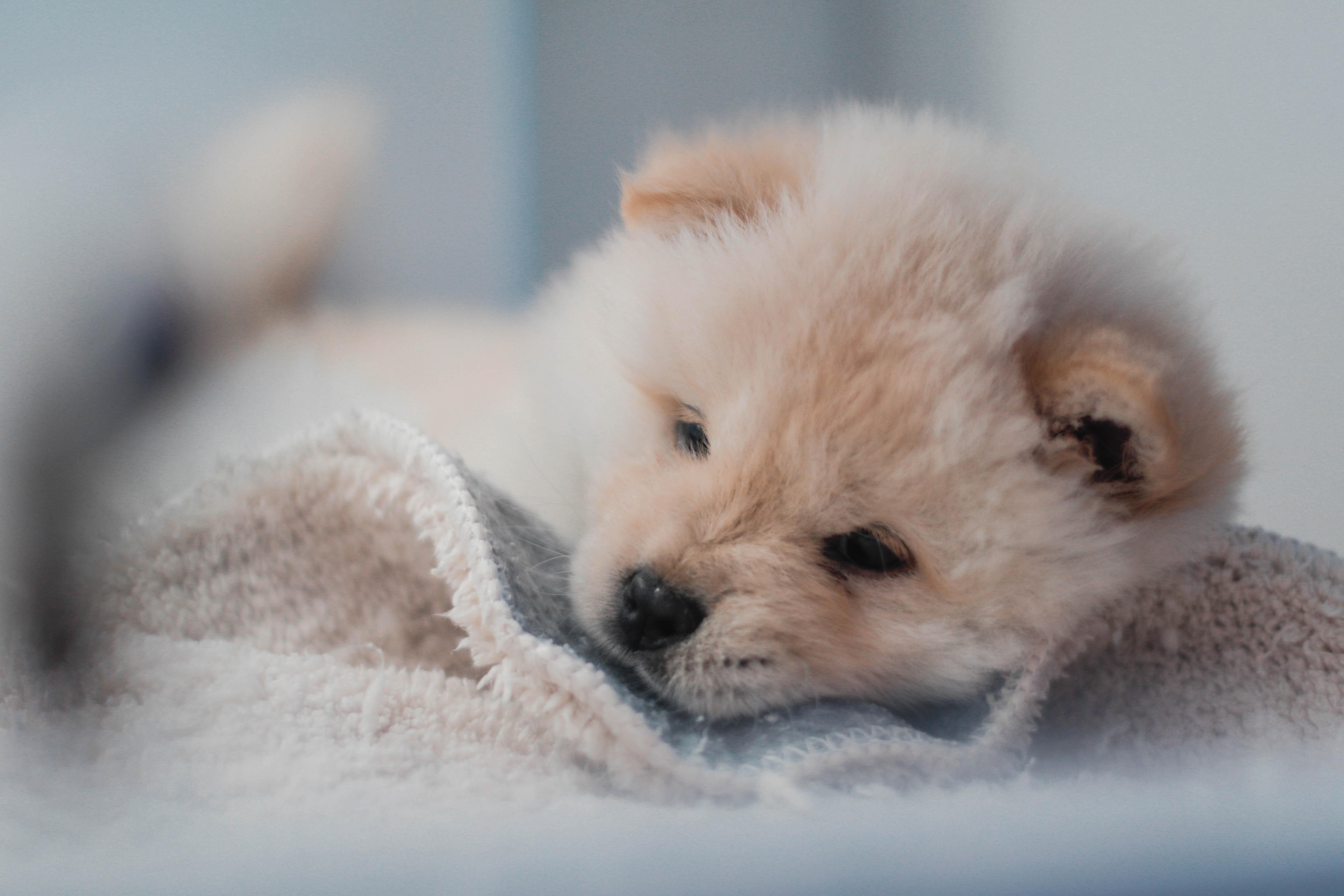 tiny cute puppy sleeping on a gray and white blanket