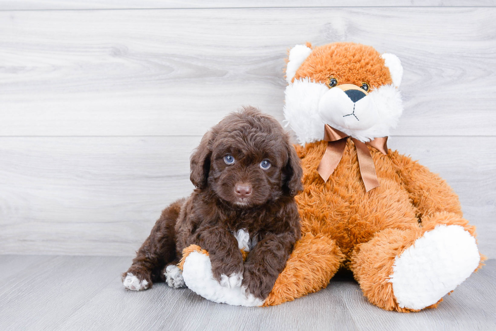 Cockapoo Puppy for Adoption
