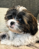 Puppy For Sale Premier Pups Popular Shih Poo Poodle Mix Pup