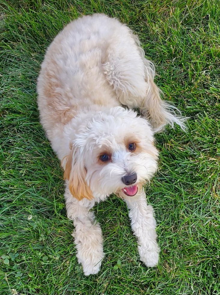 cockapoo with short summer haircut sitting on grass