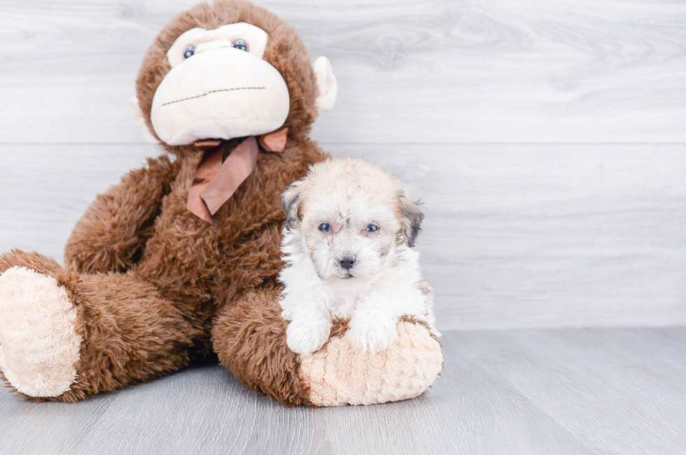 Havanese Puppy for Sale Near Me Find Your Perfect Furry Friend Today