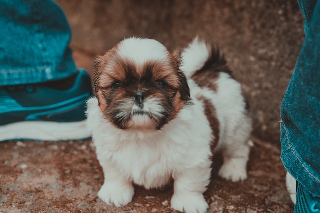 brown and white Shih Tzu dog