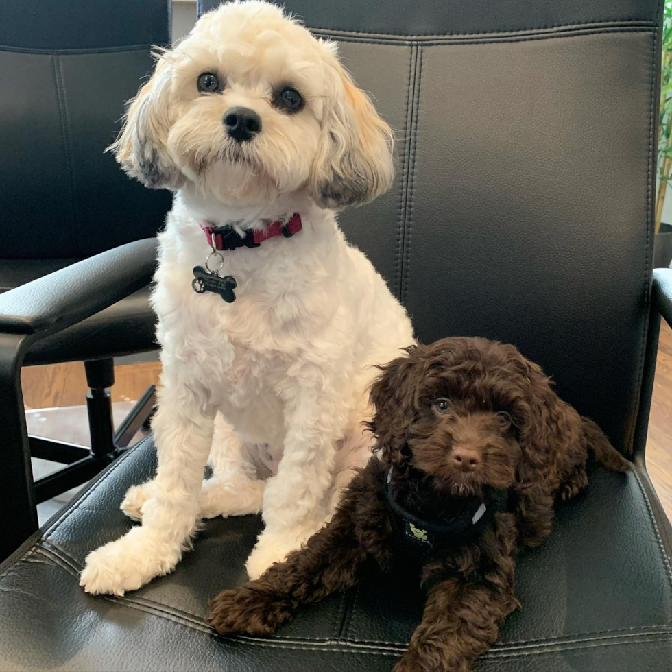 toy cockapoo next to a mini cockapoo - toy cockapoos and other dogs