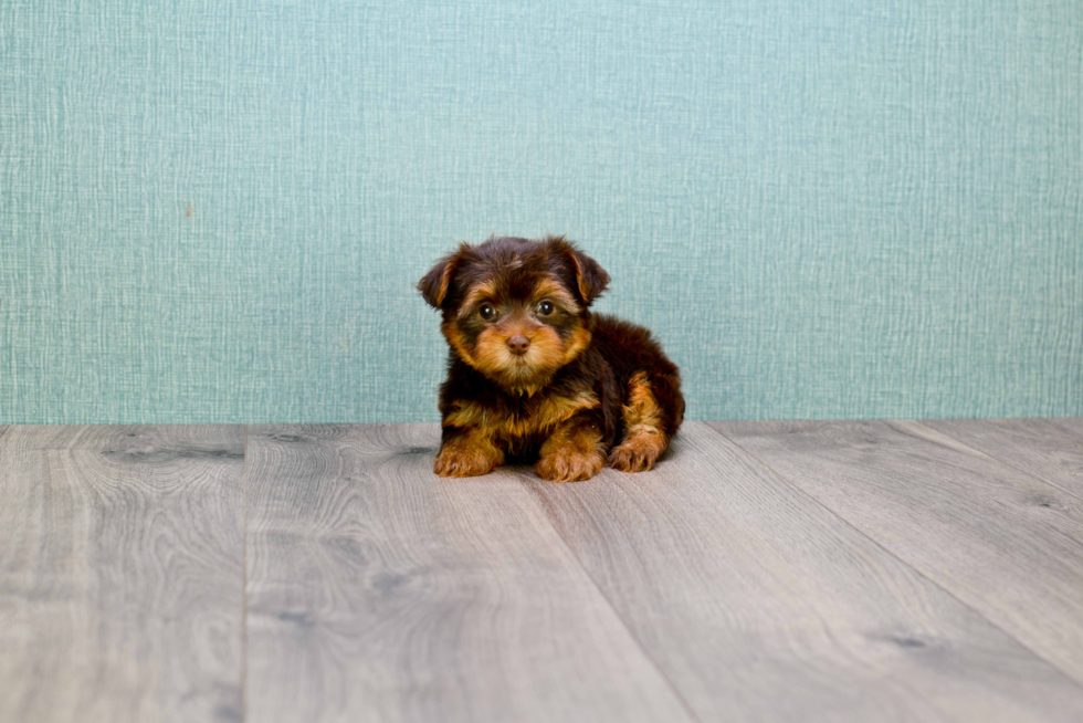 Meet Godiva - our Yorkshire Terrier Puppy Photo 