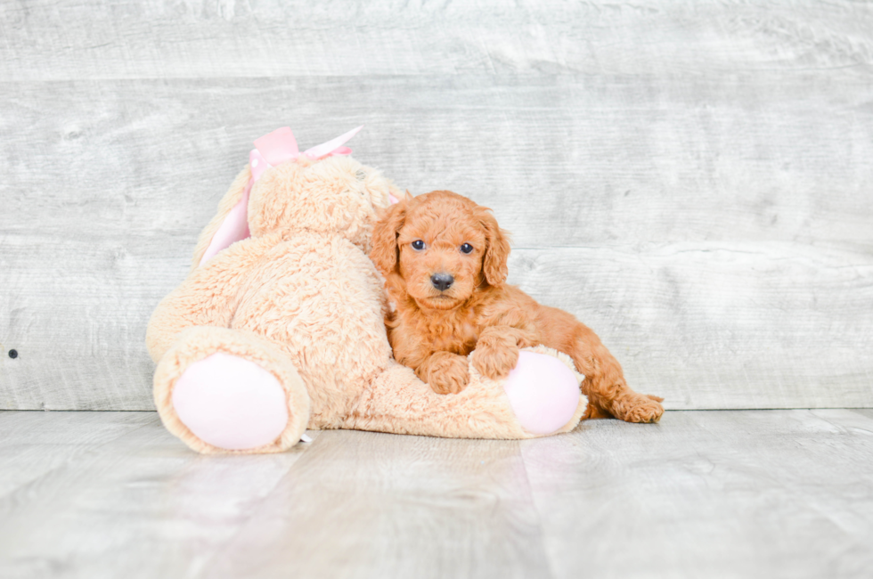 Mini Goldendoodle Puppies for Sale - US Shipping | Premierpups