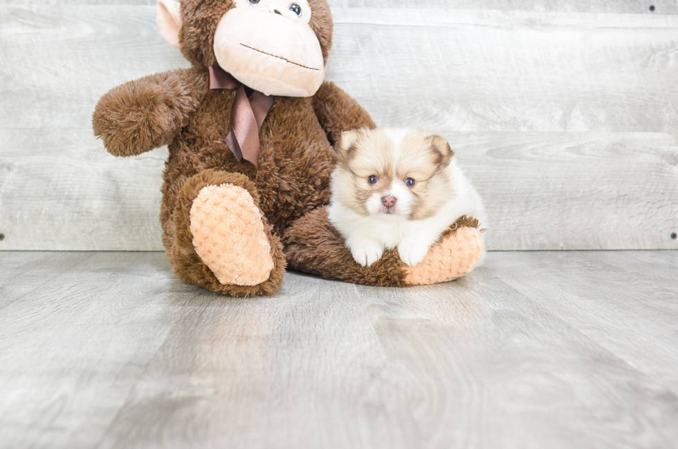 Pomeranian puppies for sale Teacup breed Pom puppies for sale in Ohio