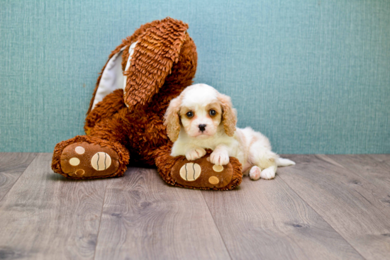 Fluffy Cavachon Designer Pup