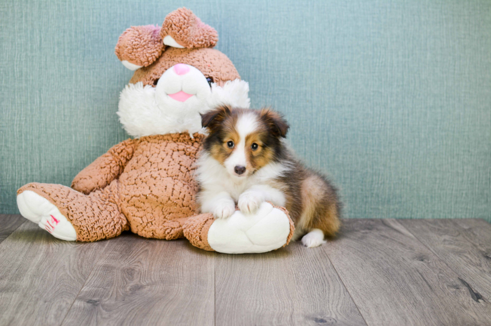 Premier Pups Reviews Puppy Mill