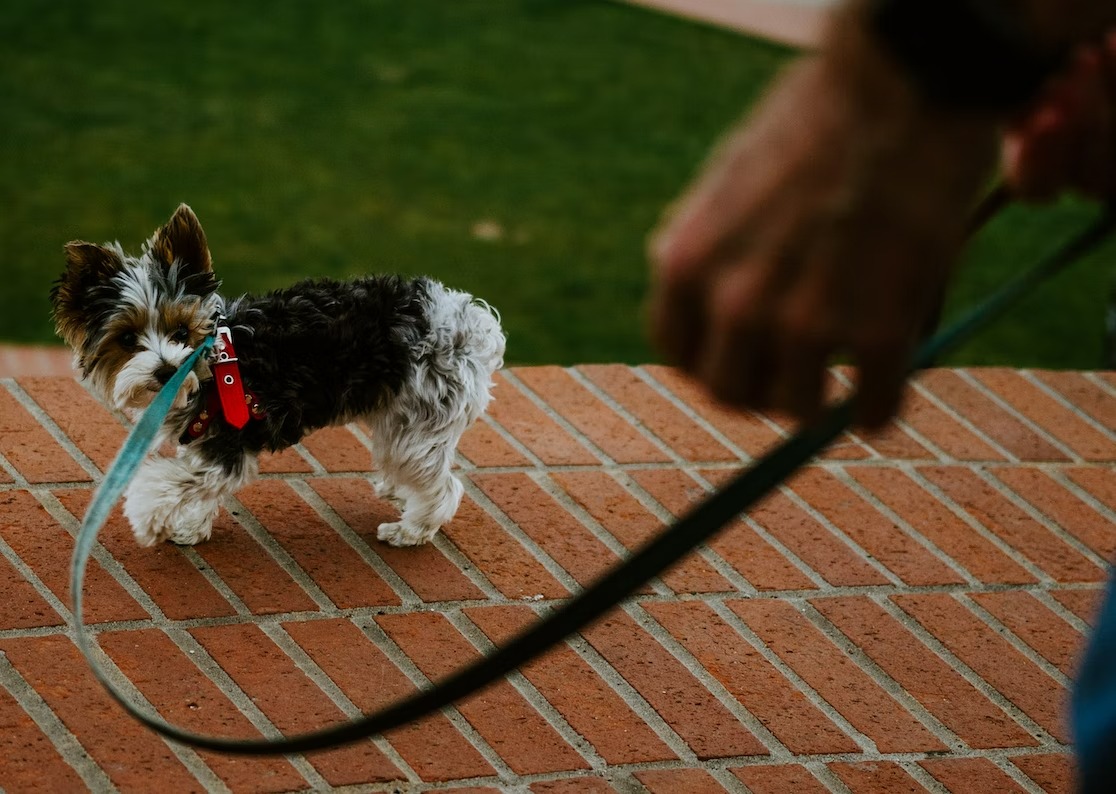 young puppy tilting its head trying to comprehend a new command