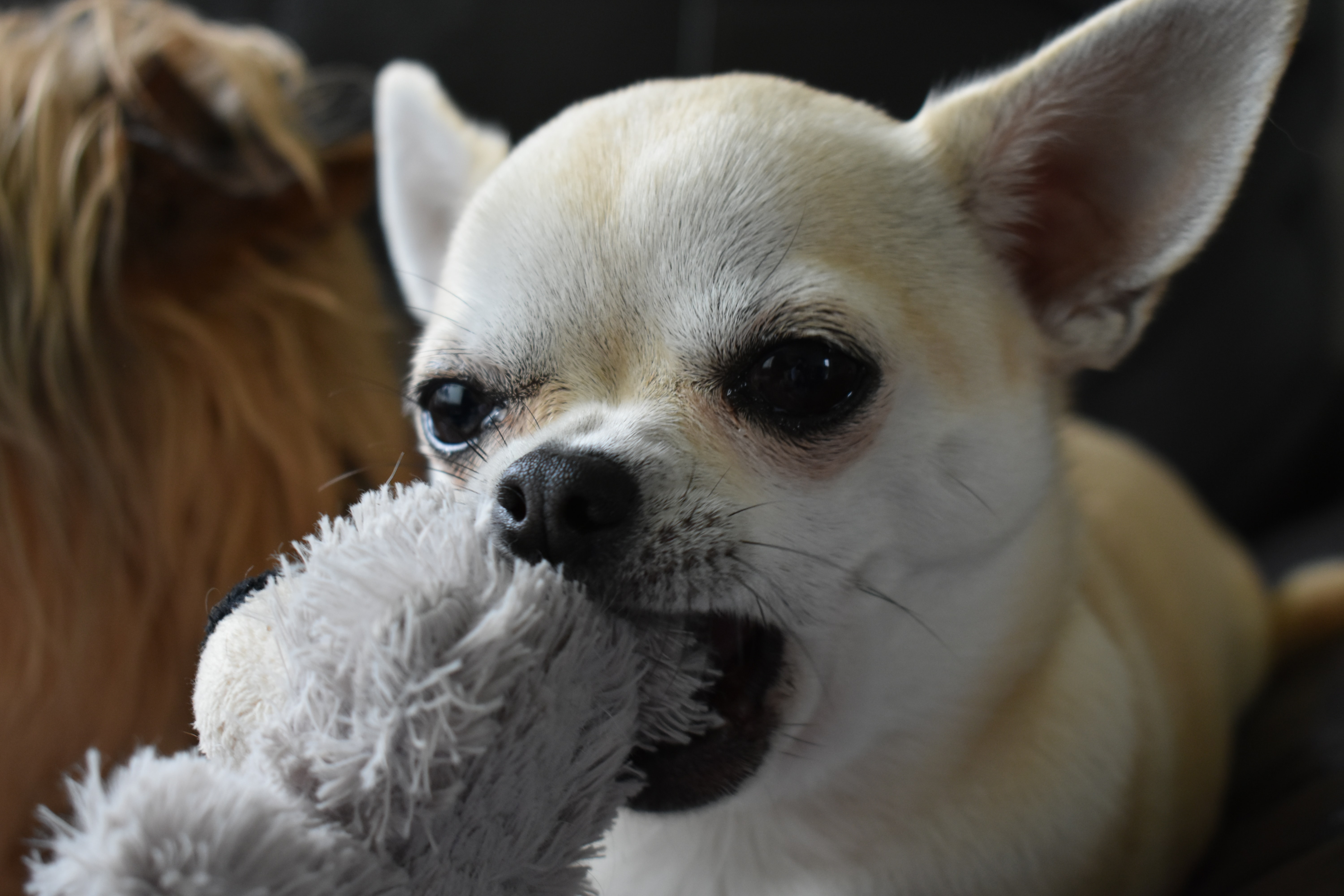 small white dog chewing a toy