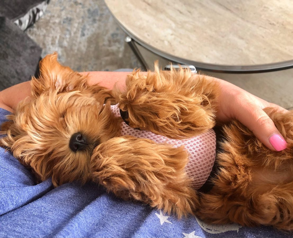 cavapoo sleeping in the arms of its owner