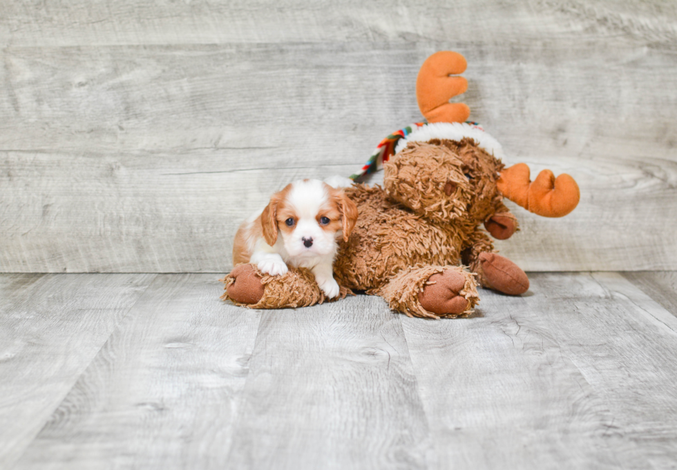 Adorable Cavalier King Charles Spaniel Purebred Puppy